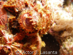 nice eyes of the scorpion fish at the chimney dive site i... by Victor J. Lasanta 